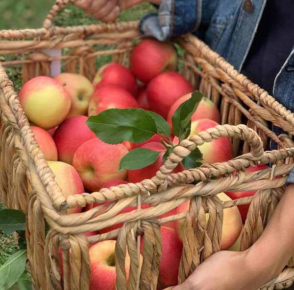 Basket of Apples