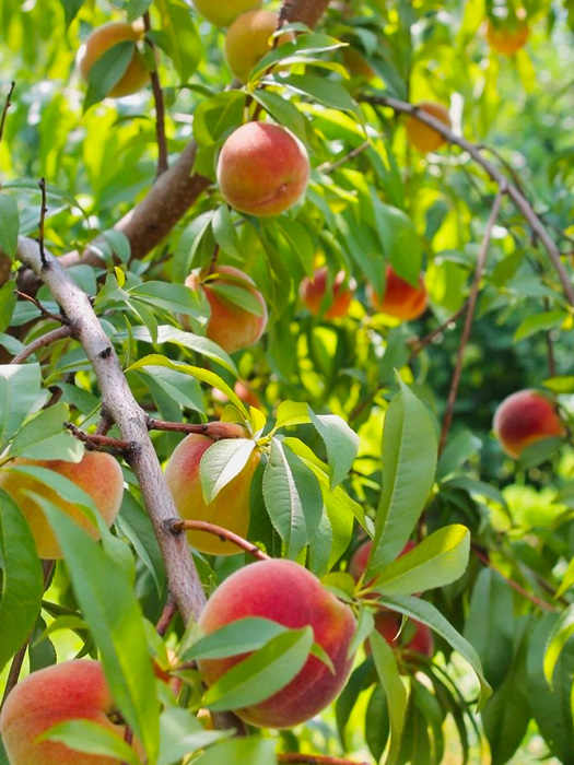 Close up branches of Peaches