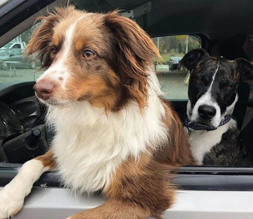 Two dogs sticking their head out of the car window